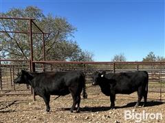 Group1Heifers1.jpg