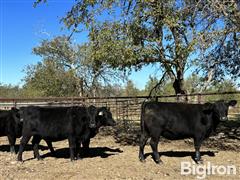 Group1Heifers6.jpg