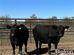 Group1Heifers4.jpg