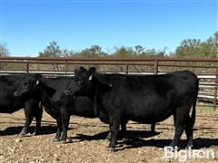 4) Reg. Angus Open Heifers (BID PER HEAD) 