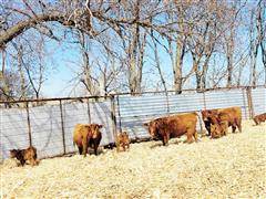 4) 2nd Calf Red Angus Pairs (BID PER PAIR) 