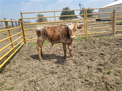 1) Yearling Longhorn Bull 