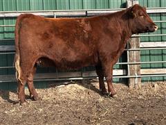 1) Reg. Red Angus 05J (2nd Calver) 