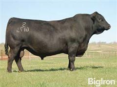 9) S Chisum 6175 & S Whitlock 179 Semen Units (BID PER UNIT) 