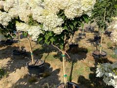 Phantom Hydrangea Trees 