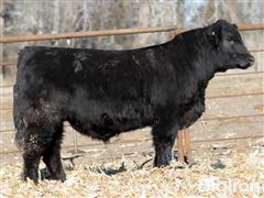 Lot 5 - Pays To B 001M Purebred Simmental Bull 