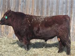 LTH LONGMIRE 136J Red Angus 2 YO Bull 