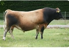 3 Breeds Of Bull Semen (BID PER UNIT) 