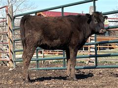 Cast 44 (Fullblood Wagyu Yearling Heifer) 