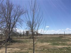 Lanceleaf Cottonwood Trees 