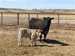 Black Angus Pair (BID PER PAIR) 