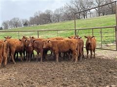 10) Commercial Red Angus Bred Heifers (BID PER HEAD) 