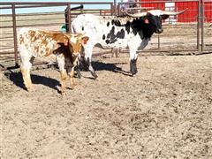 Reg. Longhorn Pair 