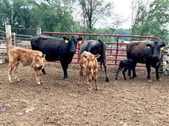 3) 5&6 YO 75% Wagyu Cows w/ 87.5% Calves (Y753 - Y851 - Y852) (BID PER PAIR) 