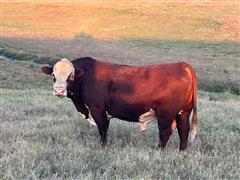 Polled Hereford Herd Bull 