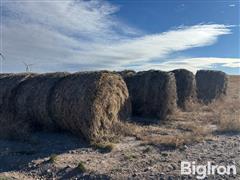 Unharvested 2023 Wheat Feed Crop Bales 