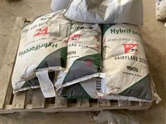 Dairyland Hybrid Force 3420 Alfalfa Seed 