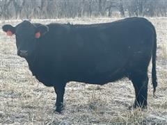 4) 4-5 YO PHARO REGISTERED BRED COWS (BID PER HEAD) 