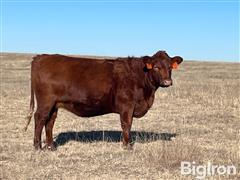 9) Reg. Red Angus CAT 3 Bred Heifers (BID PER HEAD) 