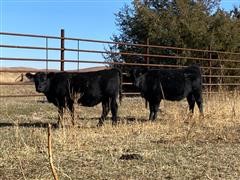 Blk Angus Replacement Open Heifers (BID PER HEAD) 