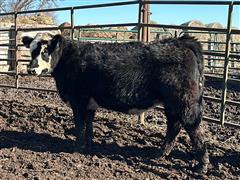 8) Blk/Bwf SimAngus Open Heifers (Homeraised) (BID PER HEAD) 