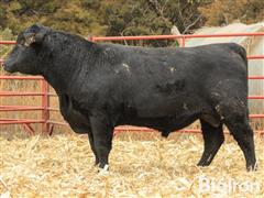 2 YO Angus Bull (Pending DNA SIRE Verification) 