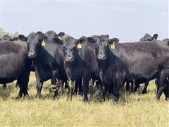 17) 870 Lb Blk Angus Open Yearling Heifers (Diamon D Genetics) (BID PER LBS) 