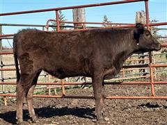 CAST 111 (Fullblood Wagyu Yearling Heifer) 