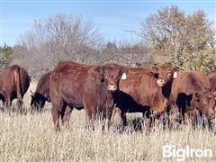 8) Red Angus Bred Heifers (BID PER HEAD) 