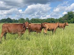 12) Red Angus 4-5 YO Fall Bred Cows (BID PER HEAD) 