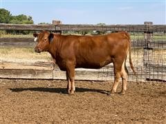 Parsley 7P010 Red Angus Bred Heifer 