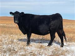 12) Blk Angus 10-11YO & 1-12Y0 Bred "Connealy-Baldridge" Cows (BID PER HEAD) 