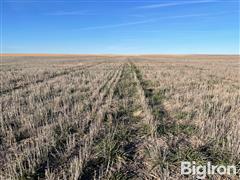 5 Wheat Stubble and Volunteer.jpg