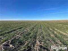 472.85+/- Acres Lane County, KS