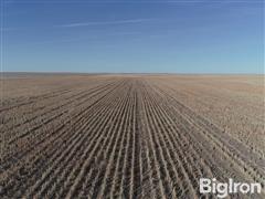 3 milo stubble drone view.JPG