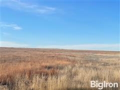 7 Pheasant over CRP.jpg