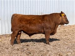 Decade 314L (Red Angus) 