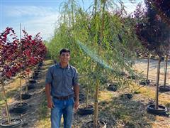 Golden Weeping Willow Trees 