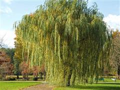 Weeping Willow Tree-2.jpg