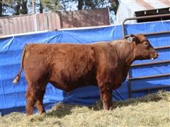 SRA RANGAR 1310 Red Angus Bull 