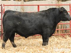 2 YO Angus Bull (Pending DNA Sire Verification) 