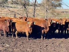 Red Angus Bred Heifers (Bid Per Head) 