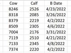 Hereford5YOPedigree.JPG