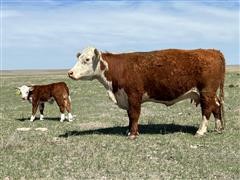 8) Registered 4-5 YO Hereford Pairs (BID PER PAIR) 