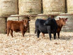 3) Registered Red Angus Open Heifers (BID PER HEAD) 