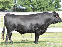 10) Beijro 36Z Wagyu Semen (BID PER UNIT) 