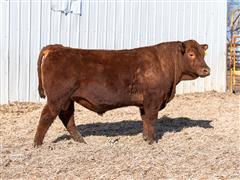 Decade 315L (Red Angus) 