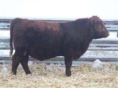 RIDGE ADV 103 Red Angus 2 YO Bull 