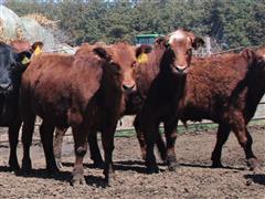 22) RED ANGUS HEIFERS (705#) (BID PER LB) 