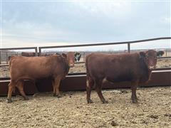 5) Red Angus Bred Heifers (BID PER HEAD) 